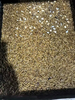 Aliments pour tortues, oiseaux et poissons à haute teneur en protéines, vers de farine séchés, friandises énergétiques pour suiveurs de sucre, biodégradables, export en vrac