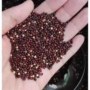 Millet noir Premium Alimentation animale - Product Image 5