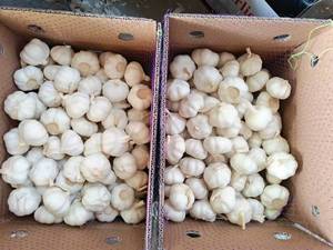 MEILLEUR PRIX - Ail frais biologique naturel blanc et blanc pur de qualité standard européenne en gros, provenant de Chine - Product Image 5
