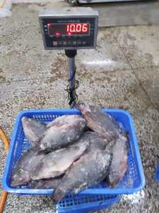 Gefrorener Lebender Fisch Tilapia Großhandel Gefrorener Ganzer Runder Schwarzer Tilapia-Fisch - Product Image 4