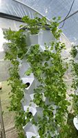 Grands systèmes de culture hydroponiques de kit vertical d'intérieur de tour de jardin avec les pots nets