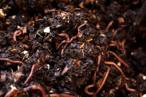 Fertilizante Orgánico de Compost de Vermicompost de Proveedores Indios de Agricultura Orgánica 2025 - Alta Calidad, Calidad de Exportación, Excelente Precio - Product Image 4