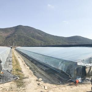 3-5 năm nông nghiệp UV bảo vệ gia cố PO nhựa Bìa nhà kính phim 200 micron tấm nhựa nhà kính - Product Image 3