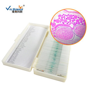 Parasitology, animal tissues, transverse section of female Ascaris lumbricoides, biological <b>microscope</b>, teaching slides. - Product Image 2