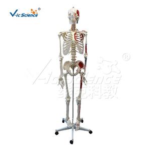 Esqueleto de 170 cm con Puntos de Inicio y Fin de Músculos para Estudiantes de Medicina, Modelo de Esqueleto Humano de Tamaño Real - Product Image 6