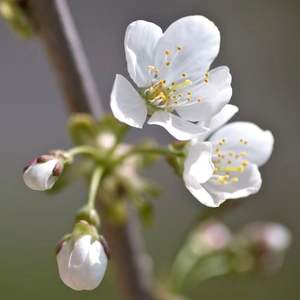 Polline di Ciliegio di Alta Qualità all'Ingrosso, Estratto di Ciliegio in Polvere, Pollinazione Artificiale con Polline di Ciliegio - Product Image 2