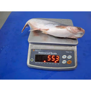 Super Whole Round Pangasius Fish Vida útil 24 meses de Vietnam Frozen Basa Fish Wholesale - Product Image 2