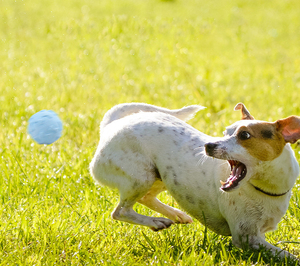 Factory Direct Dog Toy Balls High Quality Teeth Cleaning <strong>Chew</strong> Bite Resistant Pet Toy TPR Dog Ball - Product Image 4