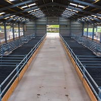 Kandang Sapi Dasar 24x60m - Tinggi Atap 4m, Lorong Pakan 12ft, 80 Sapi, Hemat Biaya