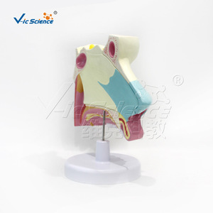 แบบจำลองกายวิภาคโพรงจมูก VIC-R021B แบบจำลองโพรงจมูกขยายขนาด แบบจำลองระบบทางเดินหายใจ - Product Image 4