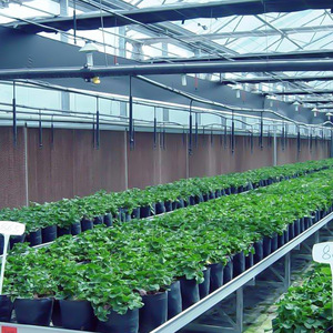 500M2 Single-Span Film Plastic Frame Strawberry Plastic Film High Tunnel Greenhouses <strong>Agriculture</strong> - Product Image 6