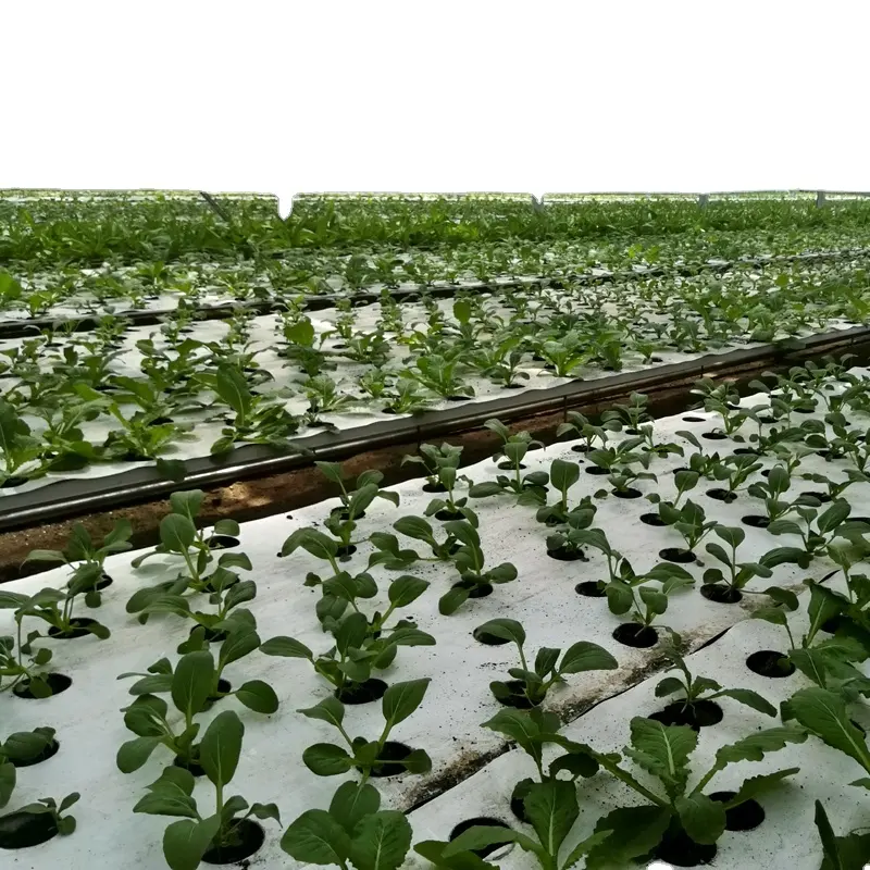 Équipement agricole Dft systèmes de radeaux hydroponiques pour la plantation de légumes