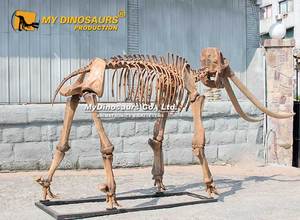 MY DINO AS035 Musée Expositions Éducatif Préhistorique Animal Squelette <span class=keywords><strong>Mastodon</strong></span> - Product Image 4