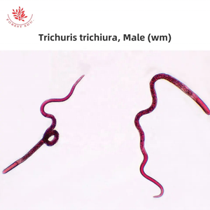 Preparación de Recursos Didácticos, Portaobjetos de Parásitos Transparentes, Portaobjetos de Parásitos Reales, Espécimen de Biología, Portaobjetos Preparados para Microscopio - Product Image 2