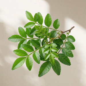 TW Zanthoxylum Piperitum PDRN 100 ppm Plant Derived Polynucleotide <b>Extract</b> High Purity Cosmetic Raw Material Concentrated - Product Image 3