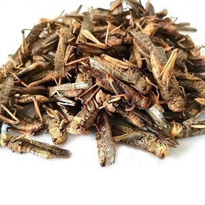Sfogliatrici Essiccate Intere, Insetti Essiccati, Mangime per Animali, Mangime per Uccelli, Prodotto Agricolo Primario, Durata di Conservazione 12 Mesi - Product Image 2