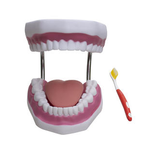 Modelo de Dientes con Aumento de 6x para Enseñanza de Odontología y Medicina, Fijación de Lengua, Restauración Dental, Jardín de Infancia - Product Image 1