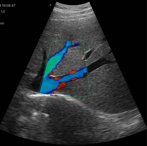 Alat USG Hewan 3 in 1 Color Doppler Wireless <span class=keywords><strong>Ultrasound</strong></span> Probe Koneksi Wifi dan USB - Product Image 3