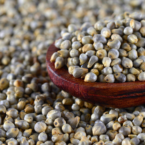 Céréales d'exportation Golden Bajra - Product Image 1