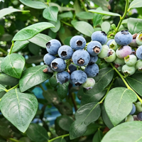 Poudre de Myrtille Naturelle - 100% Pure, Lyophilisée, Enrichie en Vitamine C et Quercétine pour Smoothies, Pâtisseries et Aliments Santé (Sachet)