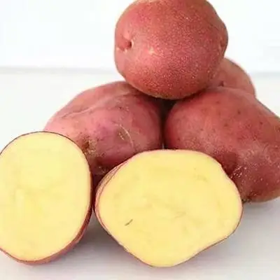 Wholesale red skin round shape potato from China