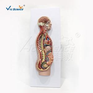 Modelo de Enseñanza de Anatomía del Nervio Autónico, Modelo de Simulación para la Enseñanza de Ciencias Médicas - Product Image 5