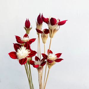 2023 INS stile all'ingrosso essiccato Honggui <span class=keywords><strong>Ren</strong></span> per la casa/decorazione domestica conservata Honggui <span class=keywords><strong>Ren</strong></span> - Product Image 6