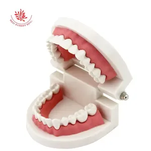 Modello Dentale a Grandezza Naturale per l'Insegnamento nelle Scuole dell'Infanzia, Modello per Insegnare agli Bambini come Spazzolare Correttamente, Modello Dentale Pratico per l'Insegnamento - Product Image 1