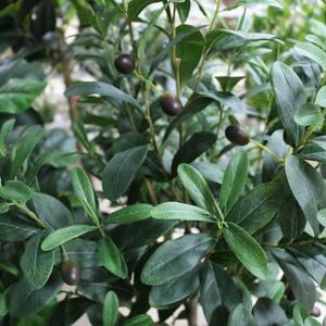 Hojas de seda artificiales grandes decorativas, árbol de olivo para decoración de interiores y exteriores con frutas, venta al por mayor de fábrica - Product Image 4