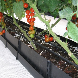 <span class=keywords><strong>Cultivo</strong></span> Hidropónico en Invernadero sin Suelo para Tomates, Hierbas y Fresas, Sistemas <span class=keywords><strong>de</strong></span> Bolsas <span class=keywords><strong>de</strong></span> <span class=keywords><strong>Cultivo</strong></span>, Canaletas <span class=keywords><strong>de</strong></span> <span class=keywords><strong>Cultivo</strong></span> - Product Image 4