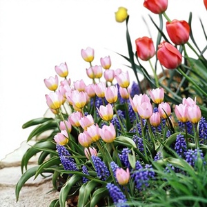 Bulbes de tulipes cultivés localement - Plantes fleurissantes <span class=keywords><strong>vivaces</strong></span> résistantes au froid (-5°C) faciles à faire pousser en intérieur/extérieur pour culture hydroponique - Product Image 1
