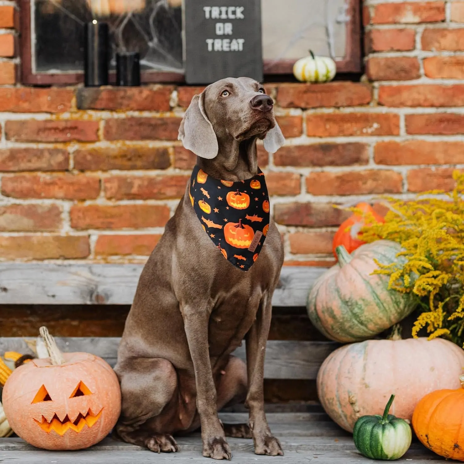 Bandana anjing Halloween, bandana segitiga pola bertema hantu kelelawar labu liburan hewan peliharaan