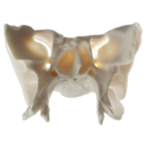 Modèle sphénoïde de mannequin de laboratoire ADA-A161II-1 de haute qualité 1 partie grandeur nature pour l'éducation scientifique modèle de sphénoïde d'os humain - Product Image 1