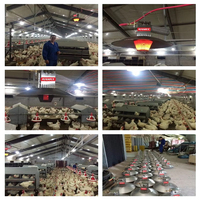 Chauffeuse à gaz naturel haute performance à chauffage automatique pour élevages de poulets, vente en gros