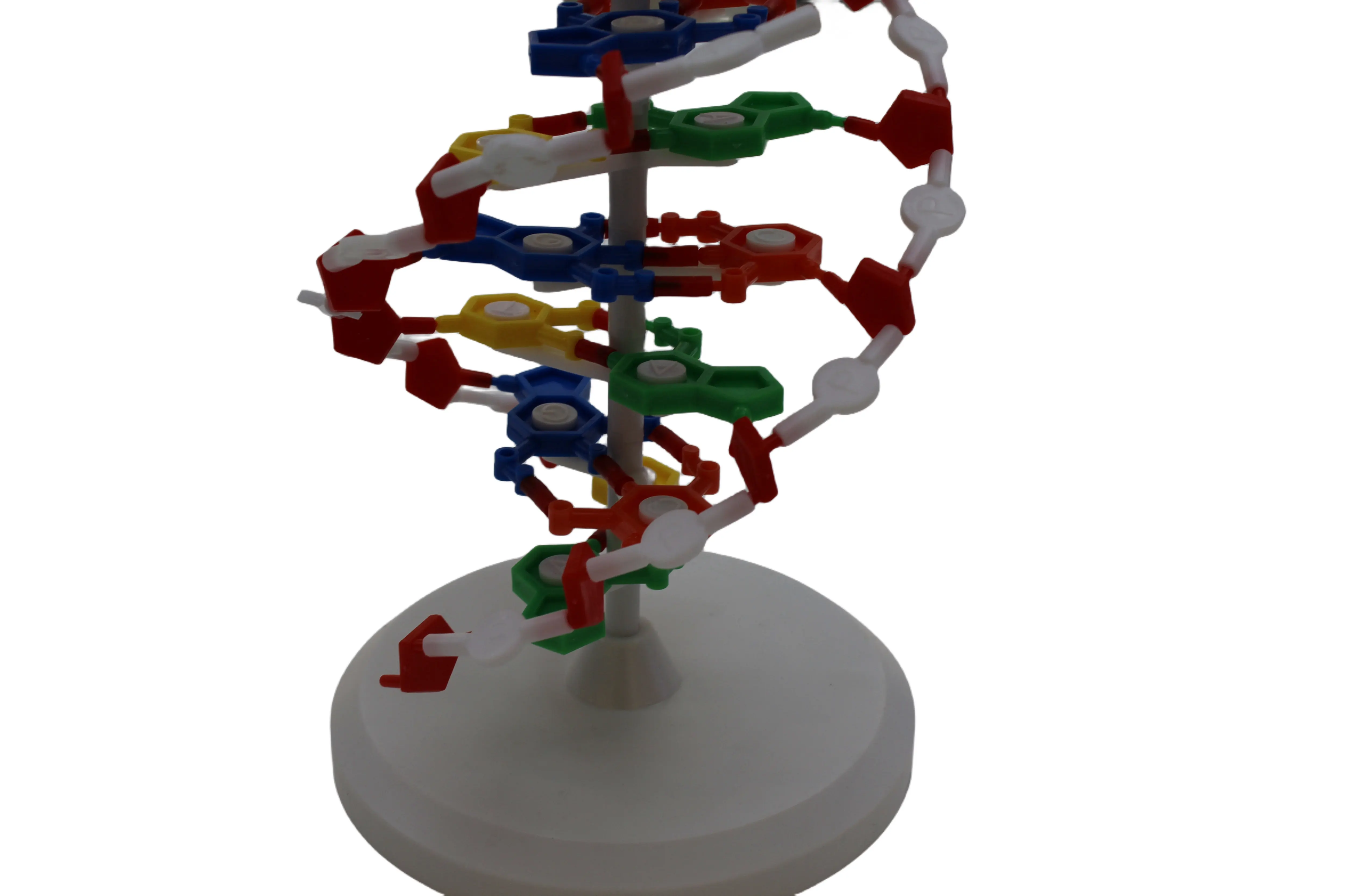 생물 교육 인간 DNA 이중 나선 모델 교원 DNA 색 이중 나선 의료 모델