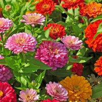 Almanac Premium anti-gmo Zinnia (Dahlia Mix) 200 bunga anggrek terbuka untuk penggunaan dalam ruangan pot bunga lantai