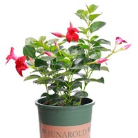 Tanaman Merambat Wandering Jew Vine, Berbunga Multi-Musim, Tanaman Merambat Merah Double Happiness, Bibit untuk Balkon, Dalam Ruangan, Empat Musim, Cina