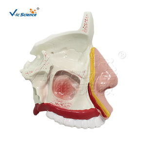 Modelo anatómico de cavidad nasal ampliada de alta precisión con pasaje nasal y estructuras sinusales claros; entrenamiento para la escuela de medicina - Product Image 1