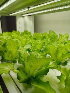 Équipement d'agriculture verticale haut de gamme Torre Hidroponica Smart Greens pour la culture de légumes écologiques - Product Image 6