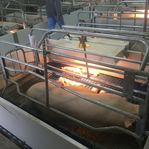 Có thể điều chỉnh lợn nái farrowing Crate <span class=keywords><strong>Pig</strong></span> <span class=keywords><strong>Box</strong></span> với nhựa lợn sàn cho lợn trang trại Thùng - Product Image 4