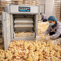 Nouvel incubateur automatique pour 176 œufs de poule, machine à couver les œufs de dinde, de canard et d'autres oiseaux