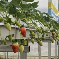 Système de gouttières pour substrat hydroponique en serre, pour la culture verticale de fraises, tomates et concombres