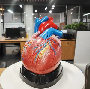 DARHMMY Medical Science Human Heart 3 Times Model 5 Parts Anatomical Model For Teaching