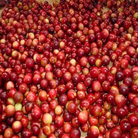 Extrait de Camu Camu en poudre de qualité alimentaire conforme aux normes GMP, 5%-25% de vitamine C, extrait par solvant, 100% soluble dans l'eau, 80 Mesh, en fût
