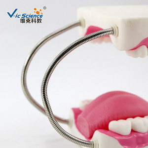 Modelo Ampliado de Cuidado e Higiene Dental, Molde de Enseñanza de Gran Tamaño para Cuidado Bucal - Product Image 1