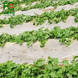 Film de paillis en <span class=keywords><strong>plastique</strong></span> argenté/noir offrant une couverture et une <span class=keywords><strong>protection</strong></span> optimales du <span class=keywords><strong>sol</strong></span> pour la croissance des cultures dans les environnements de serre - Product Image 5