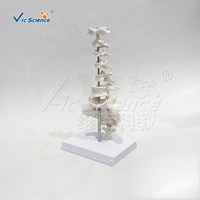 Modelo de Anatomía de Vértebras Humanas, Varios Tipos de Vértebras: Cervicales, Torácicas, Lumbares, Sacra, Coxis, para Enseñanza de Anatomía Ósea