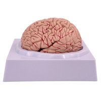 Modelo anatómico de cerebro humano de Venta caliente modelo de cerebro desmontable con arteria cerebral