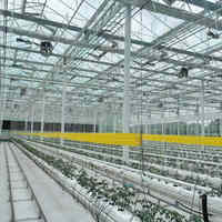 Serre en verre Venlo à haut rendement pour la culture de tomates, 50 tonnes par 1000 m², système complet