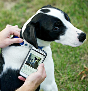 Etiqueta de Identificación Personalizada para Perros con Código QR Programable, Etiqueta Inteligente NFC de Metal con Resina Epoxi - Product Image 6